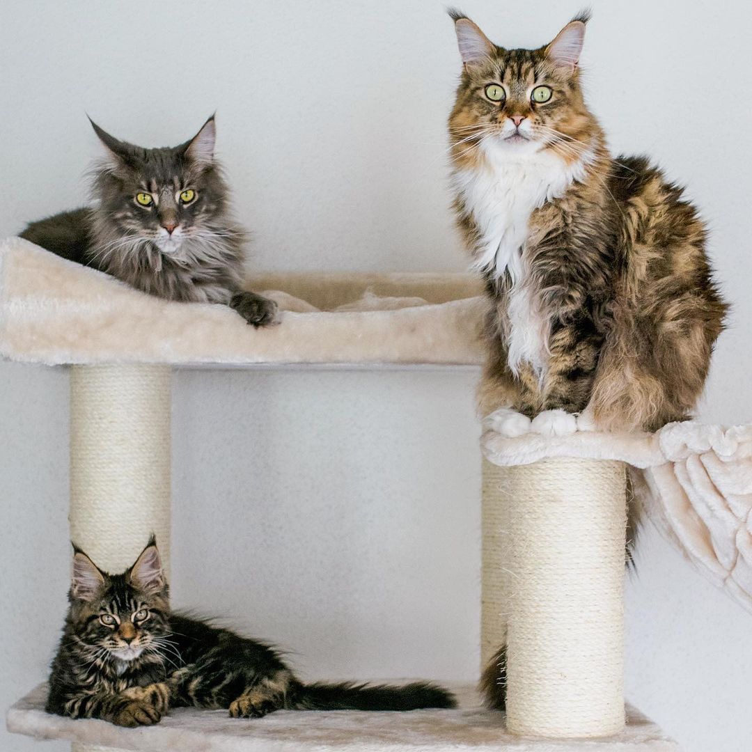 3 maine coon cats