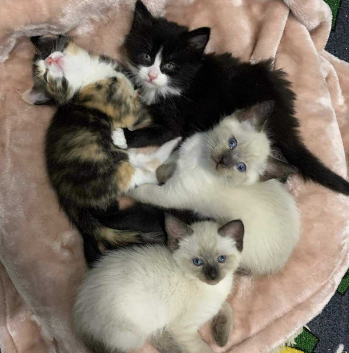 4 kittens