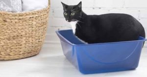 Petmate Open Cat Litter Box