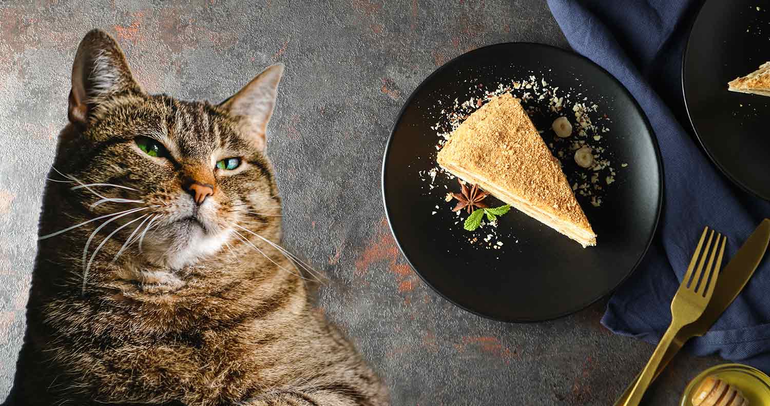 Cats eating birthday cake stock photo. Image of eating - 147663476