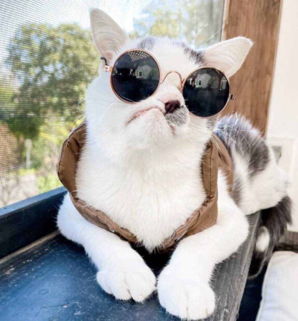cat in glasses