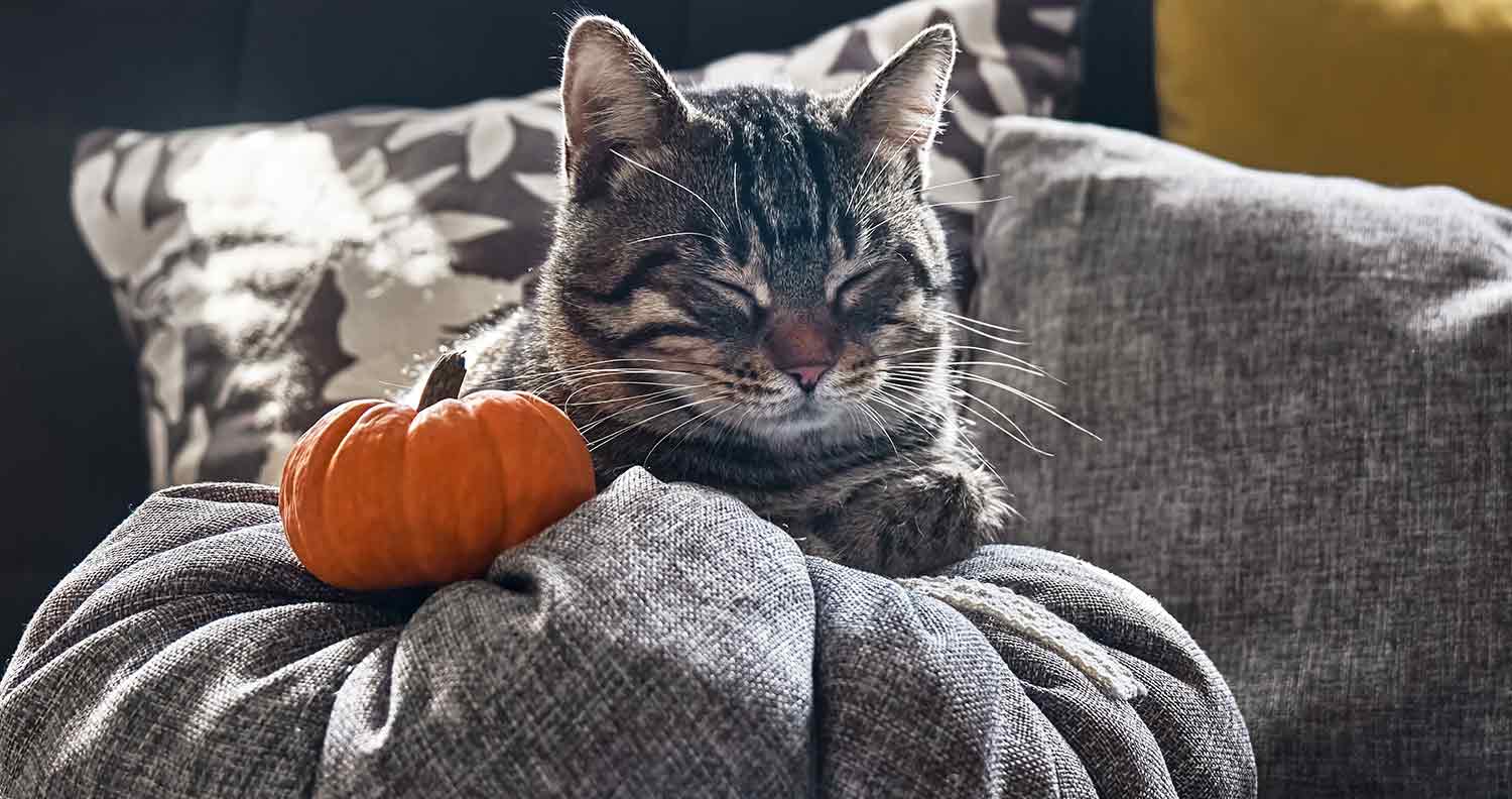 cat pillows