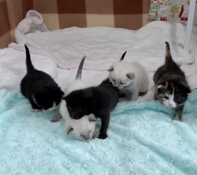 five kittens