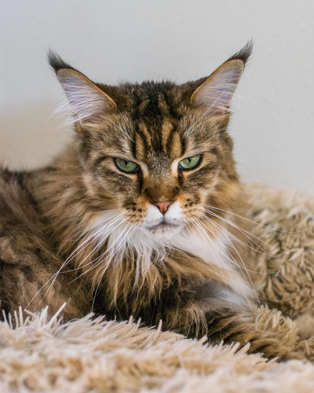 molly maine coon