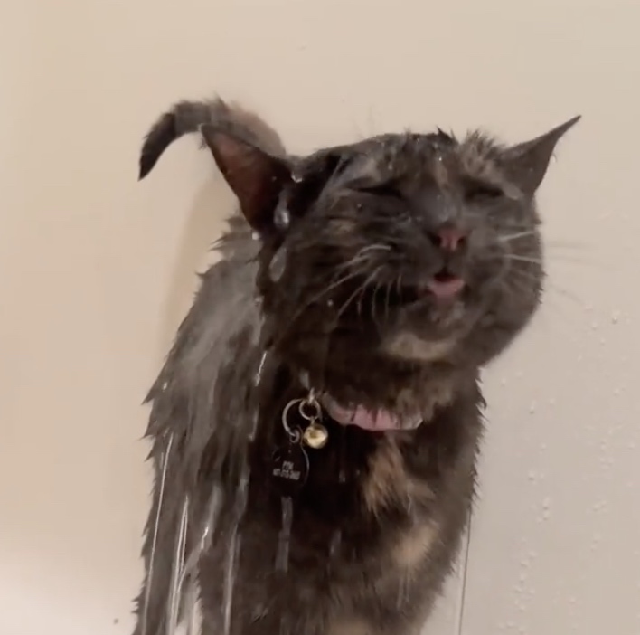 shower cat