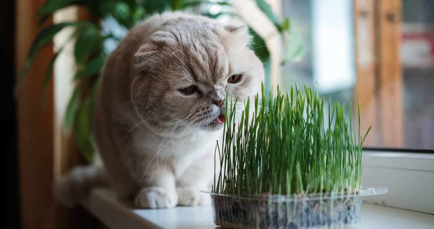 Cat eating litter
