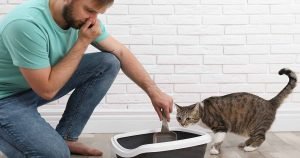 Why Is My Cat's Poop So Smelly