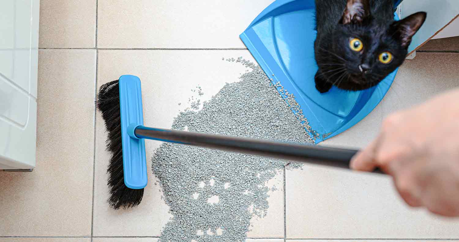 Why Pregnant Women Should NOT Clean Litter Boxes
