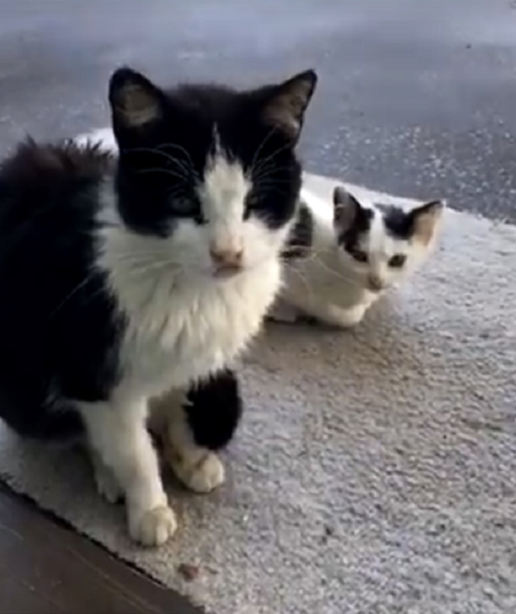 kitten and stray cat