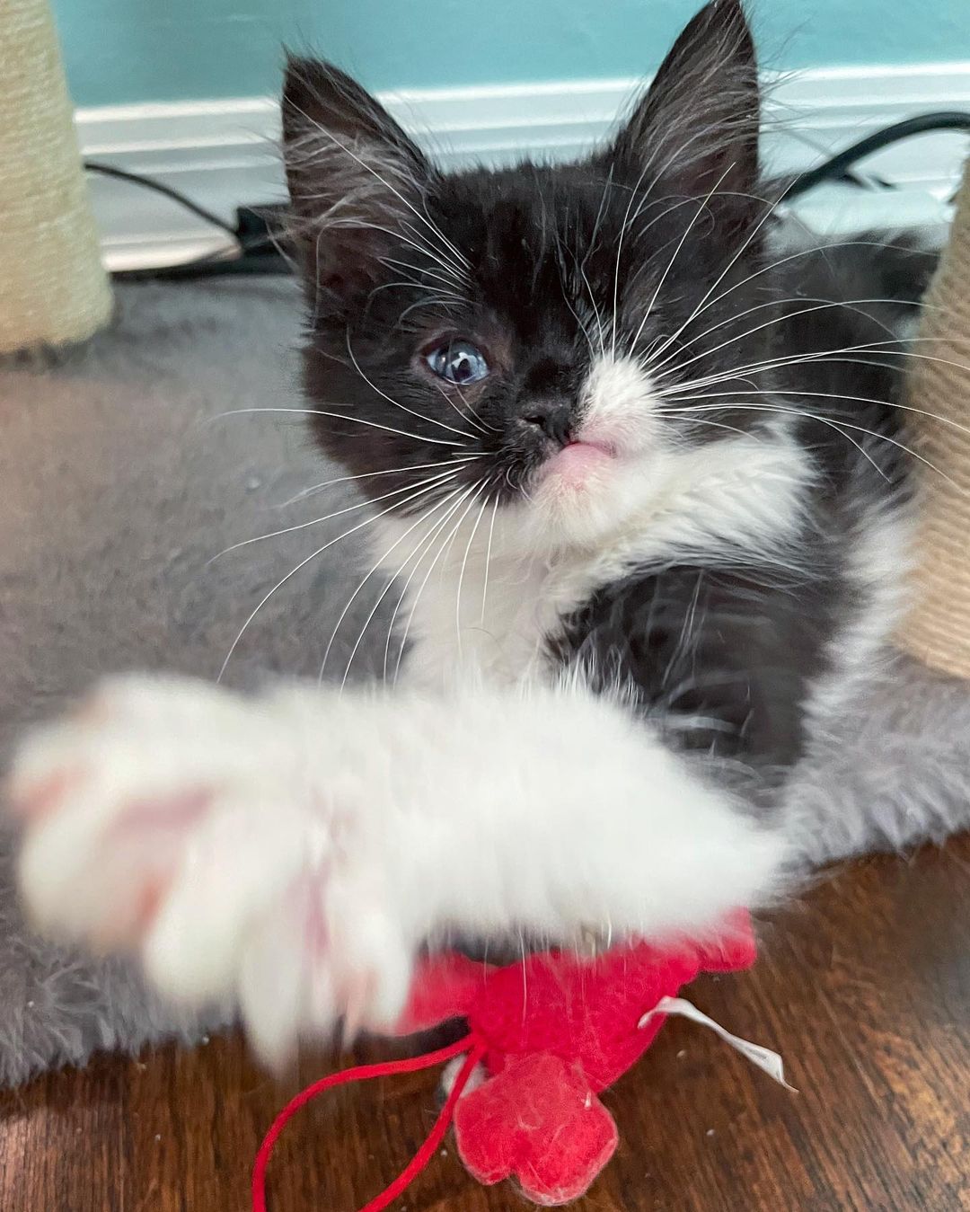 kitten with paw