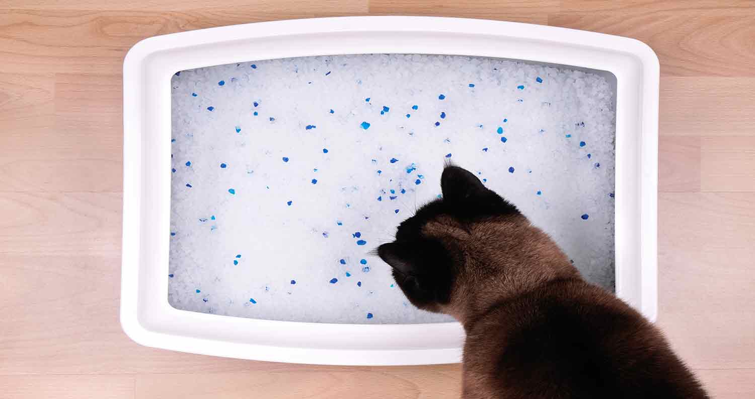 litter boxes and pregnancy