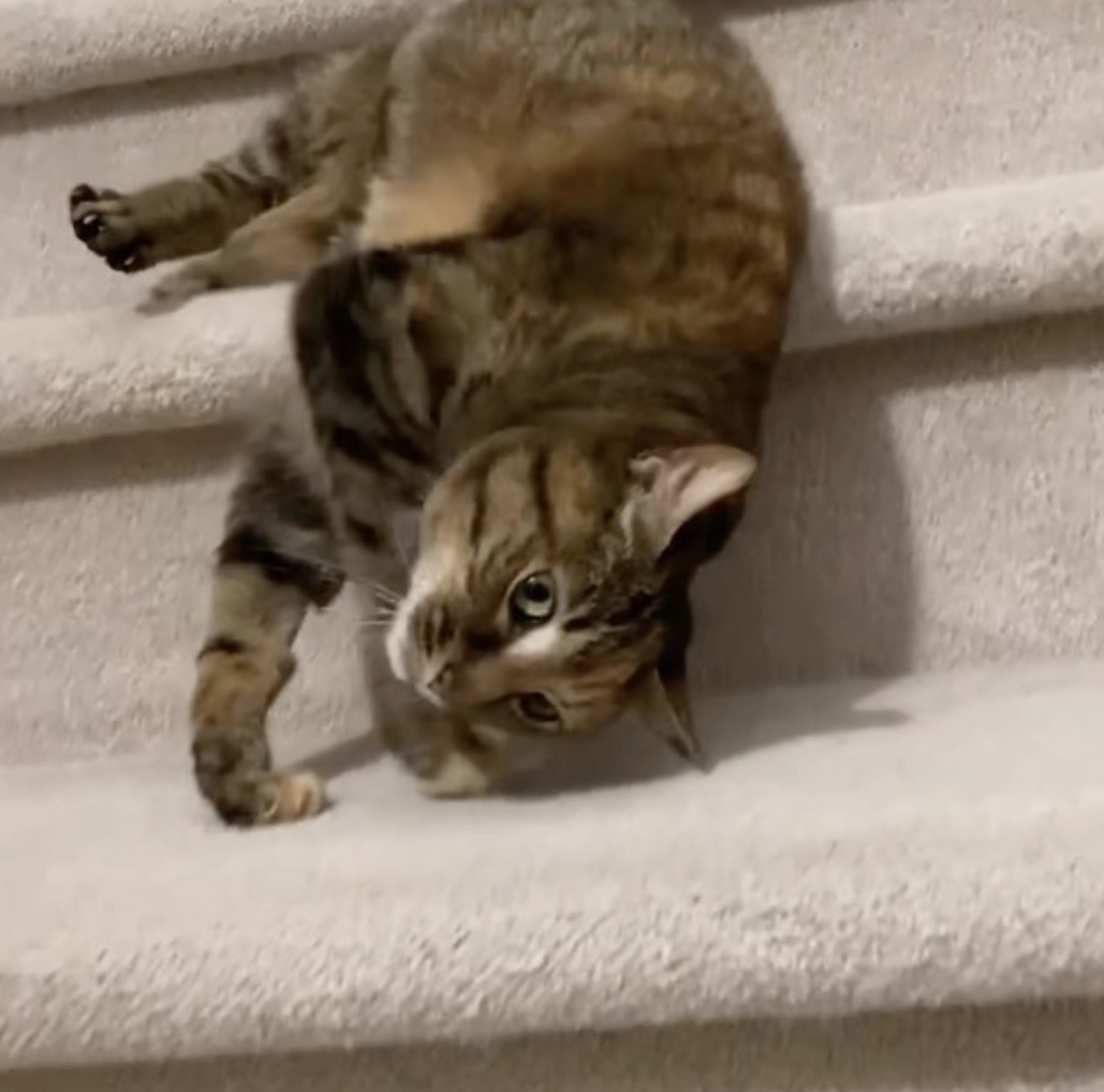 posey on stairs