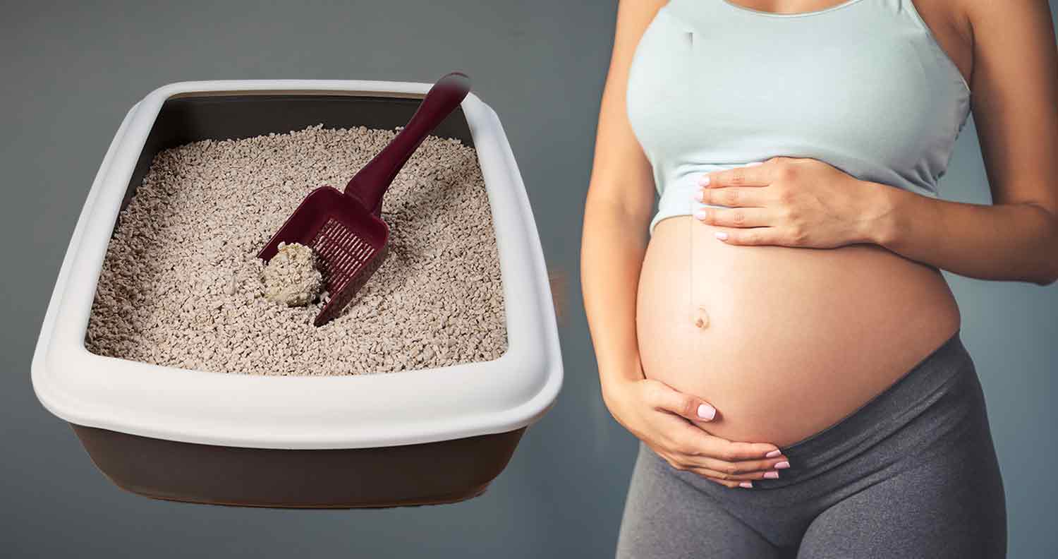 pregnancy and litter boxes