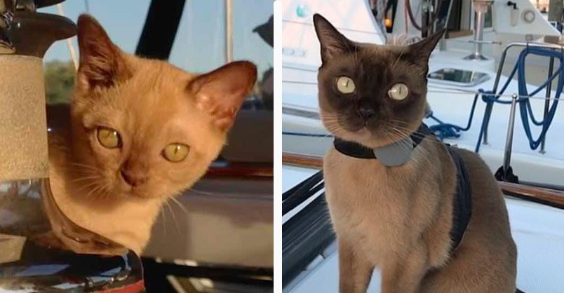 Cat Who Lives On A Boat Loves Visiting New Places - We Love Cats and ...