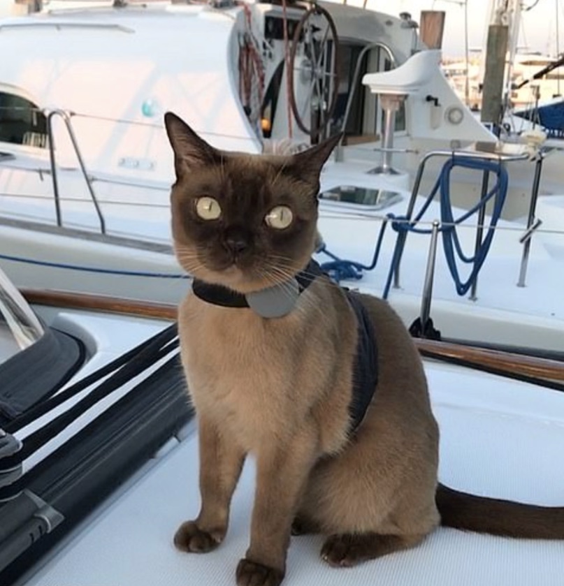 rigby on boat