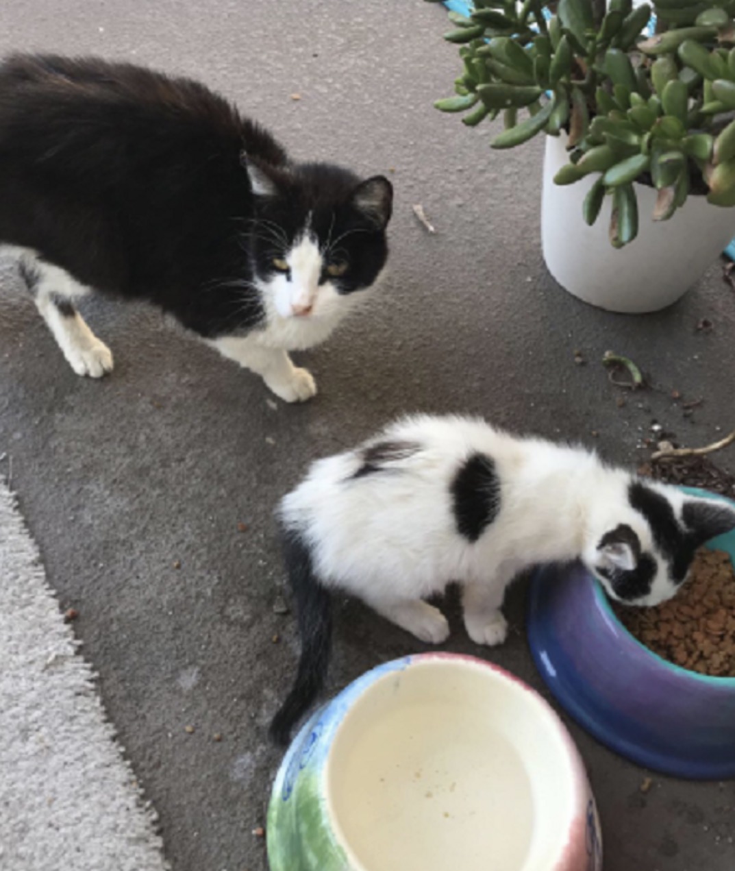 stray cat and kitten feeding