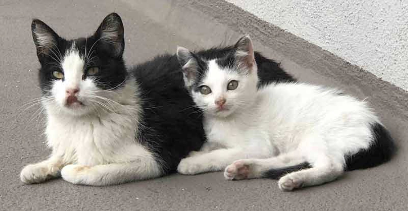stray cat and kitten