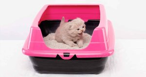 Introducing a New Litter Box to Your Cat