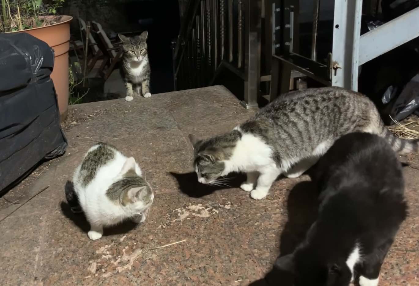 colony cats