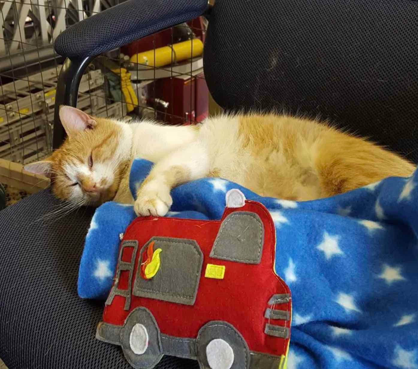 flame cat 1 flame cat 1