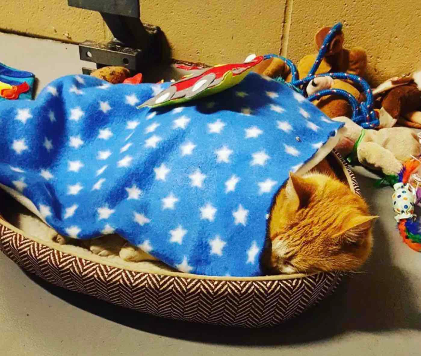 flame in bed flame in bed