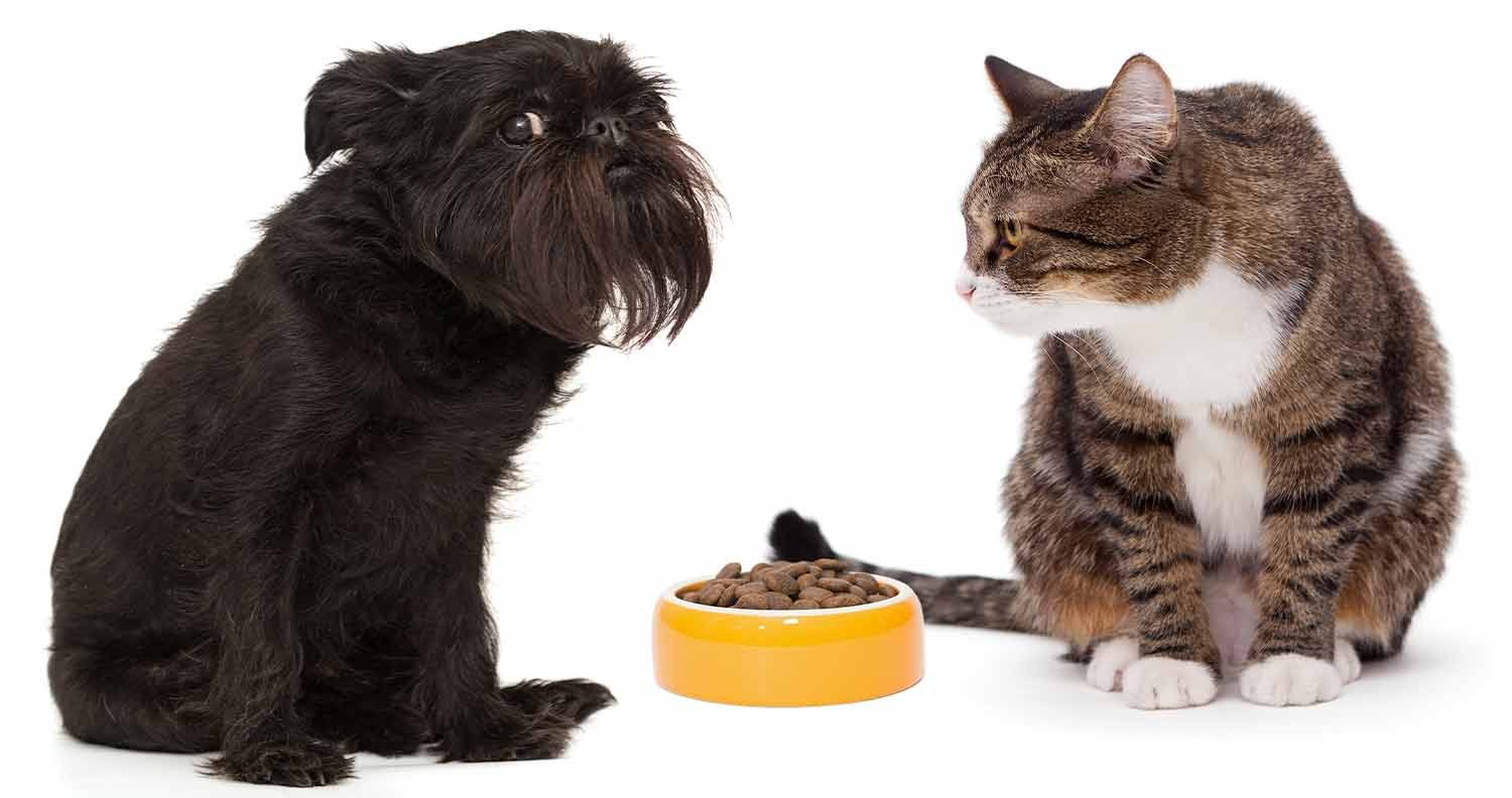 Can Cats Eat Dog Food? Is It Okay? We Love Cats and Kittens