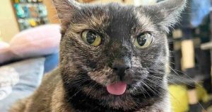 why do cats blep