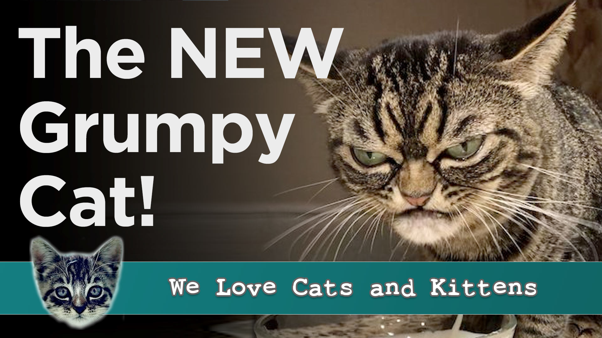 Kitzia the New Grumpy Cat on Instagram