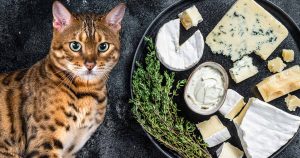 can cats eat cheese