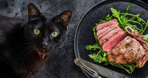 can cats eat steak