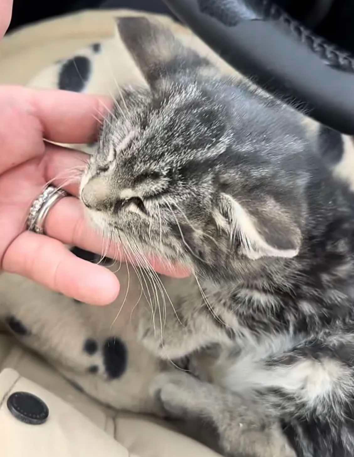 kitten in car
