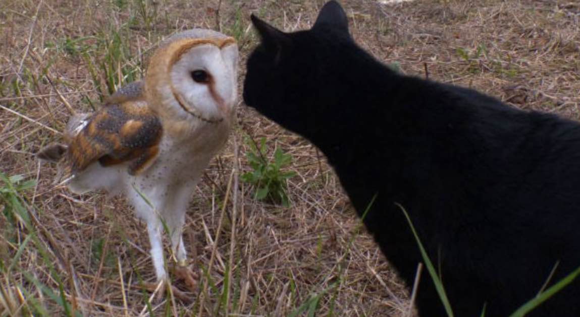 owl and cat