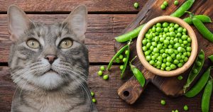 can cats eat peas