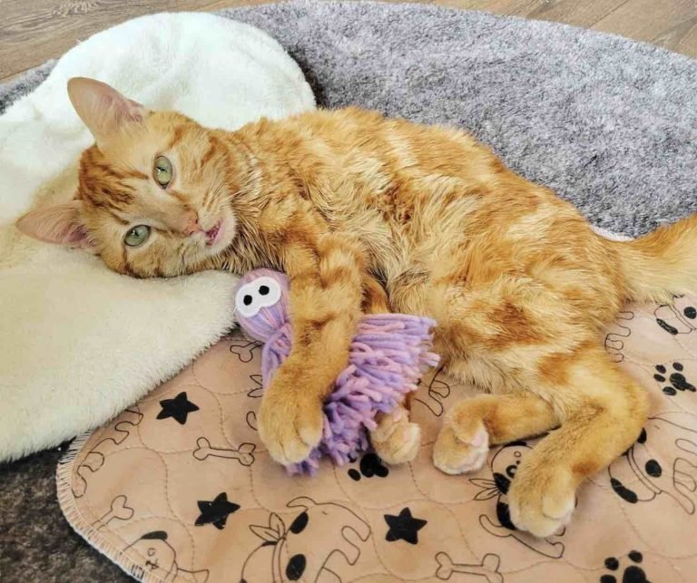 Butters the Wobbly Kitten Shows His Joy with Adorable Kicks We Love