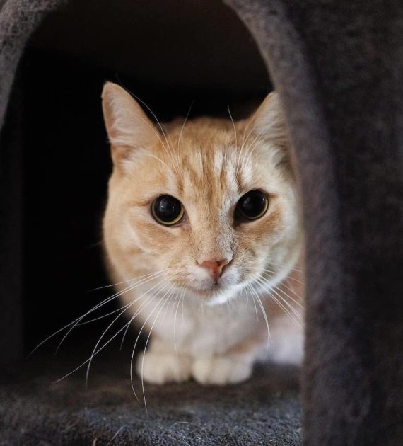 Handsome Ginger Cat Waits Nearly 500 Days to be Adopted - We Love Cats ...