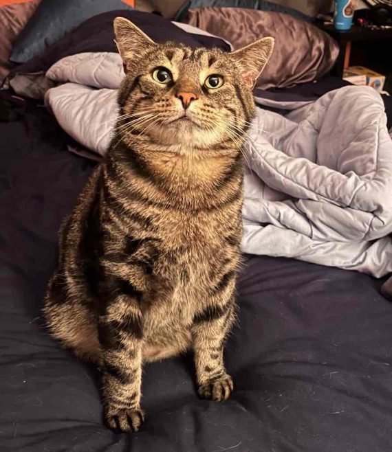 Fishtopher the Cat Finds Forever Home After His 'Sad Face' Picture Goes