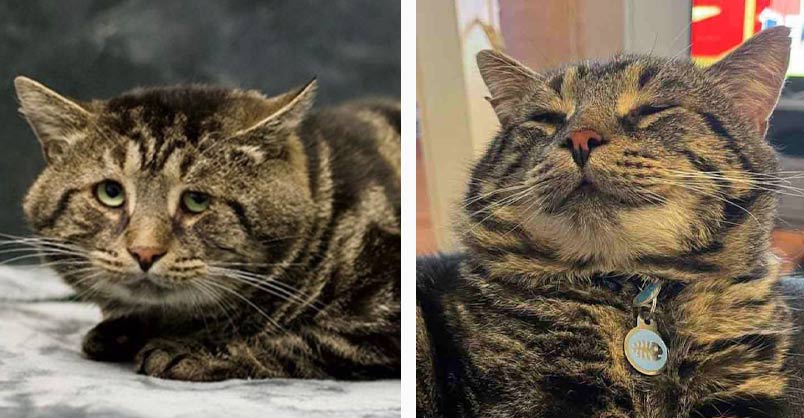 Fishtopher, viral sad cat from South Jersey, finds new home