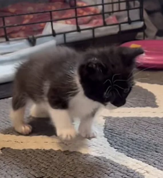 Rescued Kitten That Couldn't Walk Goes Through Remarkable ...