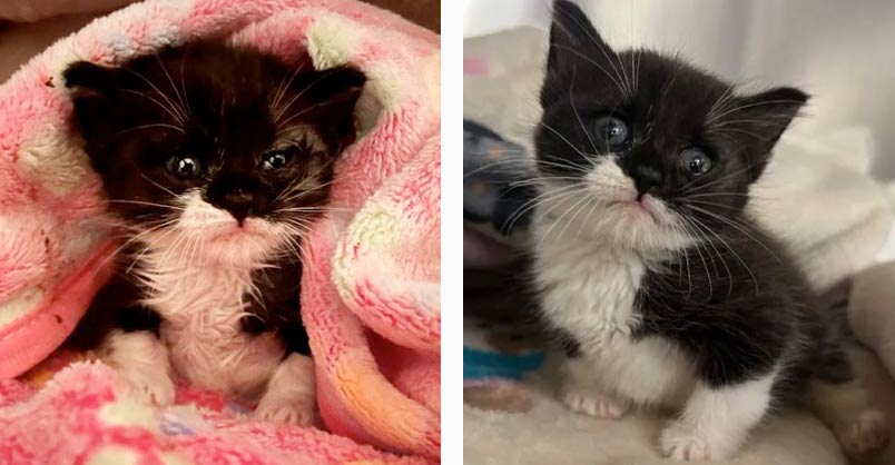 Rescued Kitten That Couldnt Walk Goes Through Remarkable