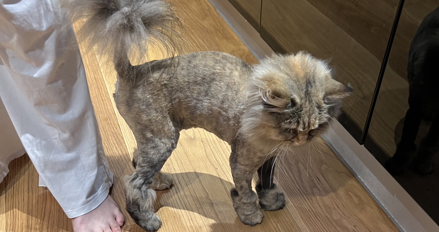 sahved cat with lion cut