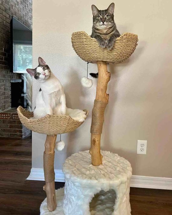 Couple Adopt A Cat Thinking He D Be Independent They Couldn T Have