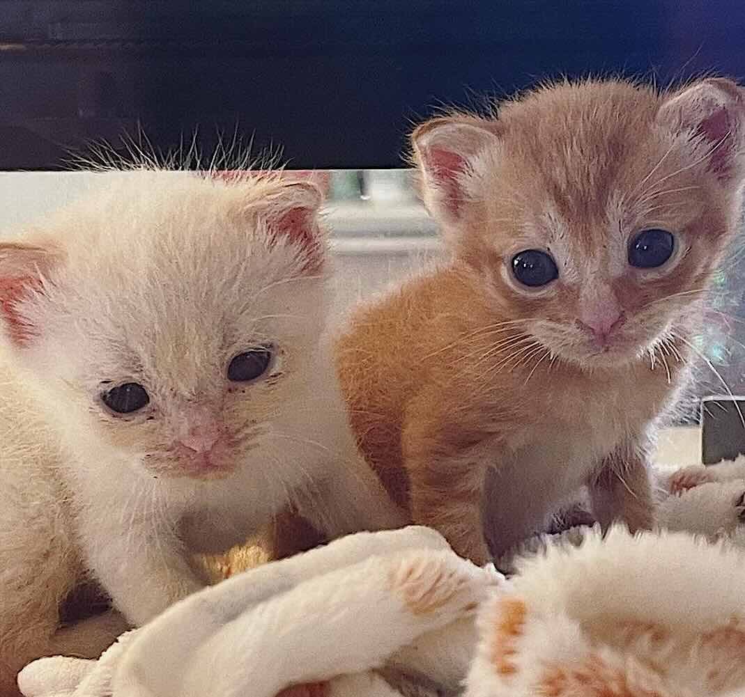 binx 12 binx 12