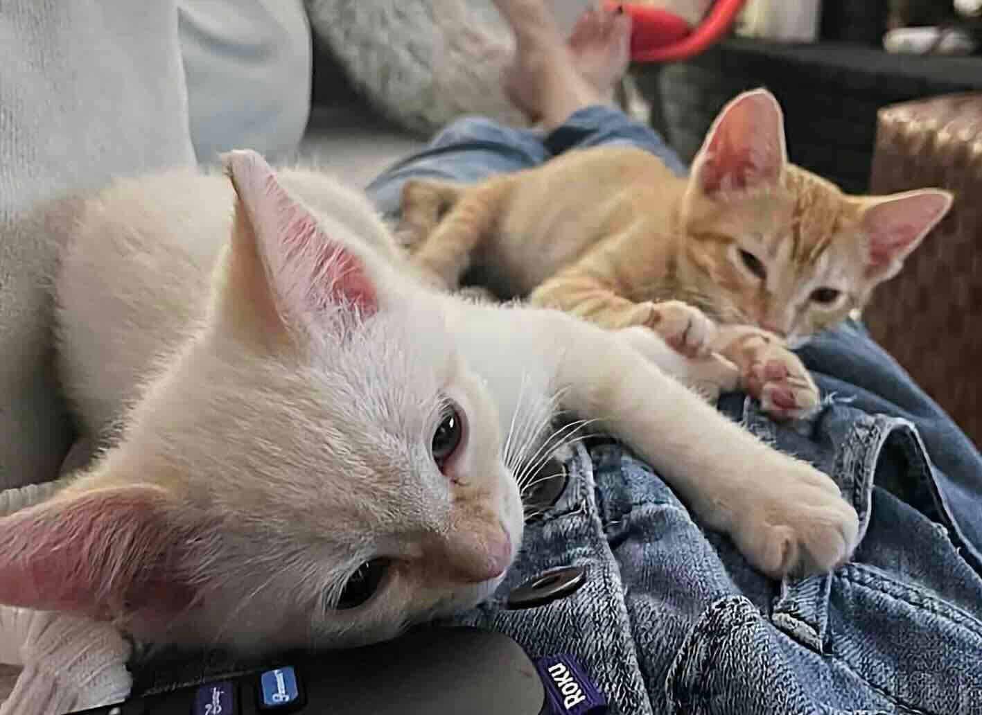 binx 3 binx 3