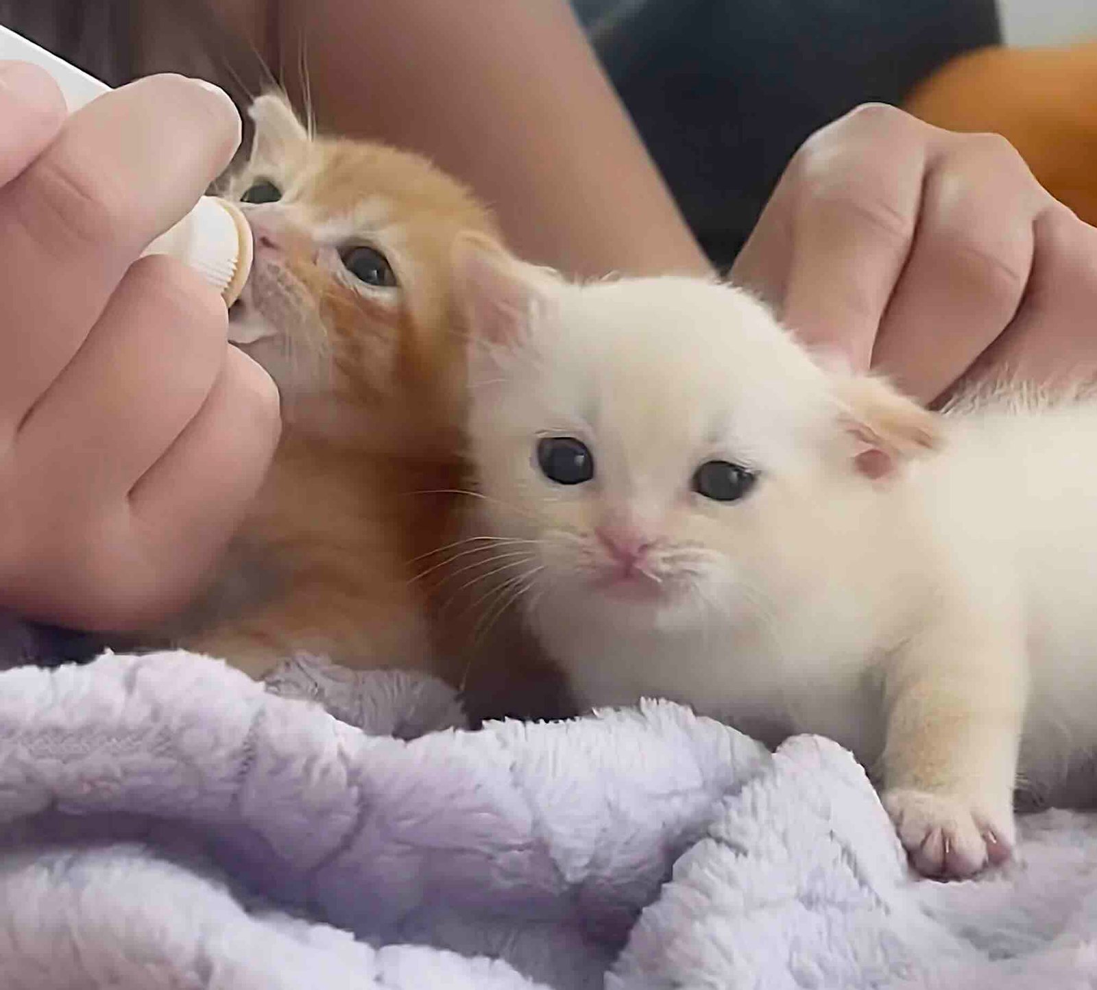 binx 4 binx 4