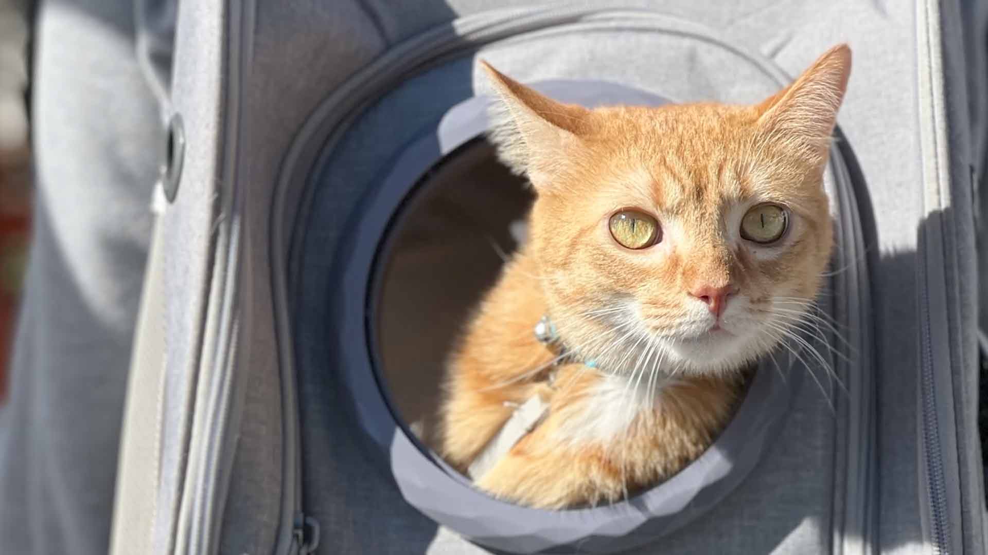 https://welovecatsandkittens.com/wp-content/uploads/2023/12/cat-bubble-backpack.jpg