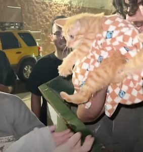 Kitten Finds His Forever Home 5 Seconds After Being Rescued From A ...