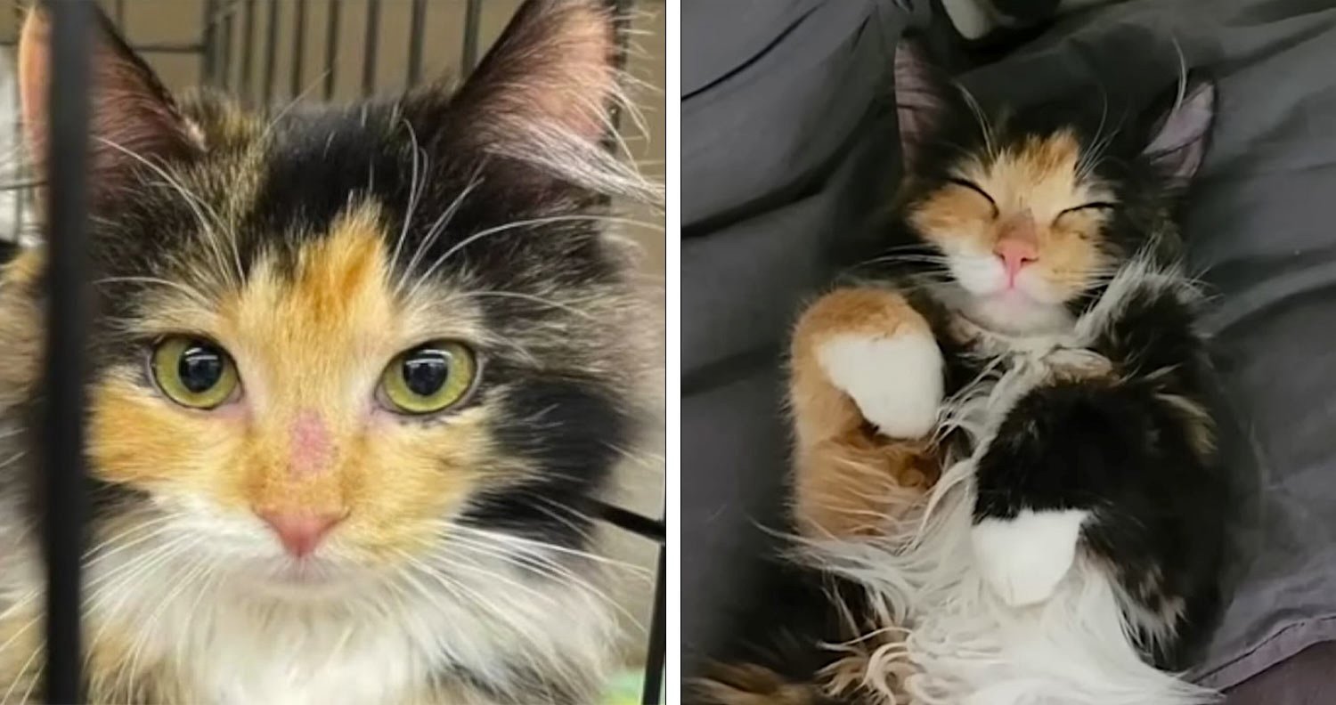 Silent Rescue Cat Reveals Her Sweetest Meow After Being Adopted - We ...