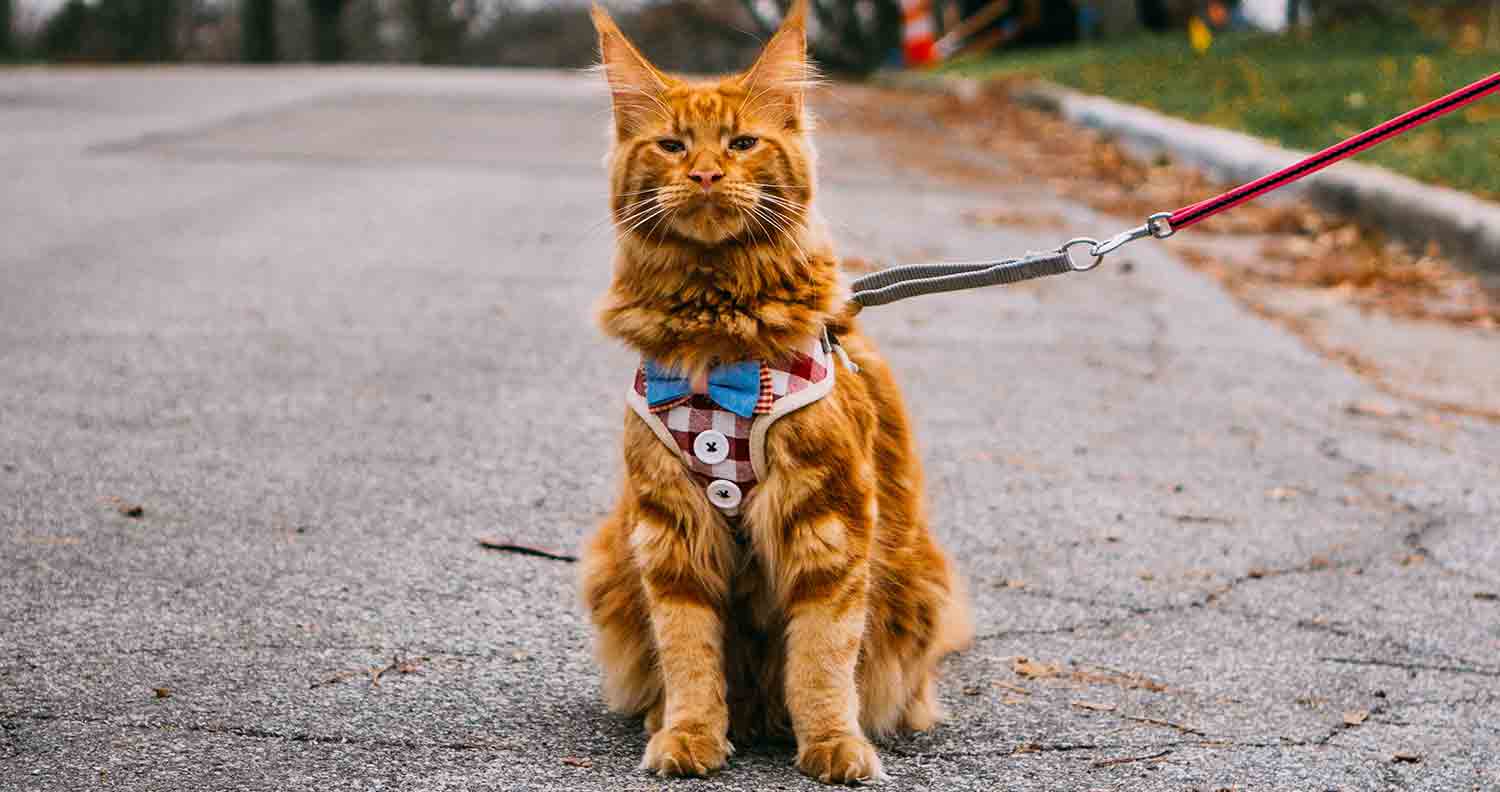 harness train your cat