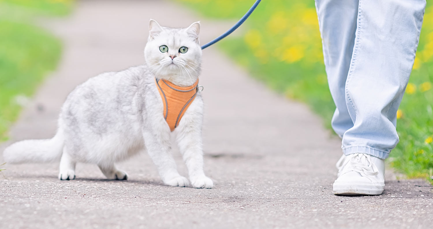 how to walk your cat