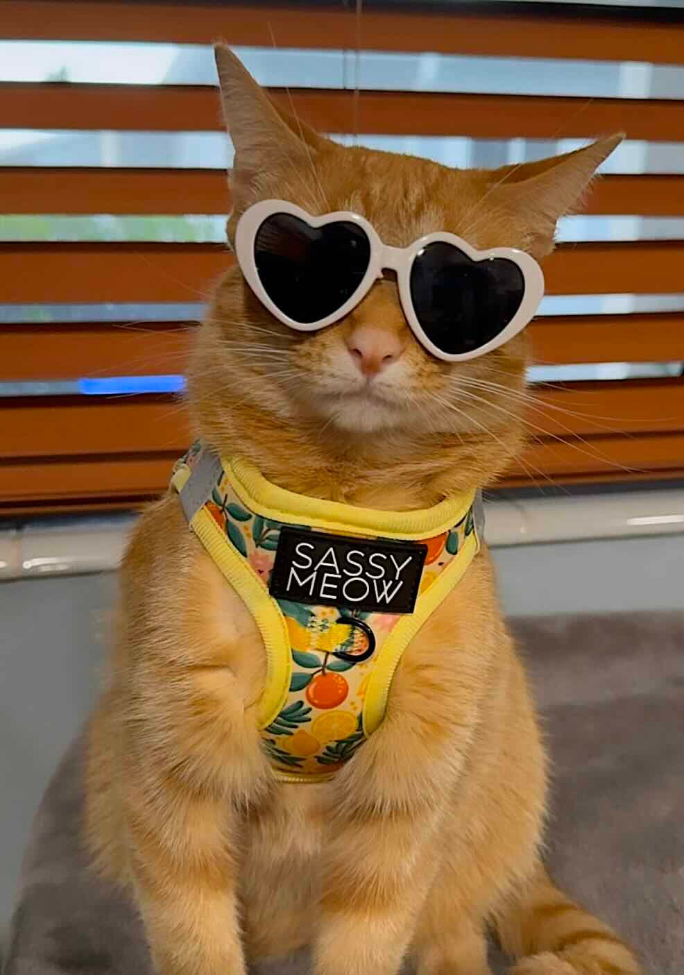 tangy 16 tangy 16